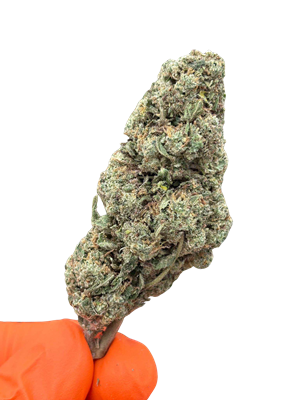 Gorilla Glue Small Buds