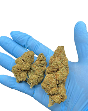 SUPER LEMON HAZE SMALL INDOOR