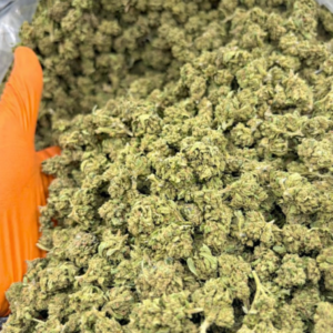 SMALL BUDS INVERNADERO G13