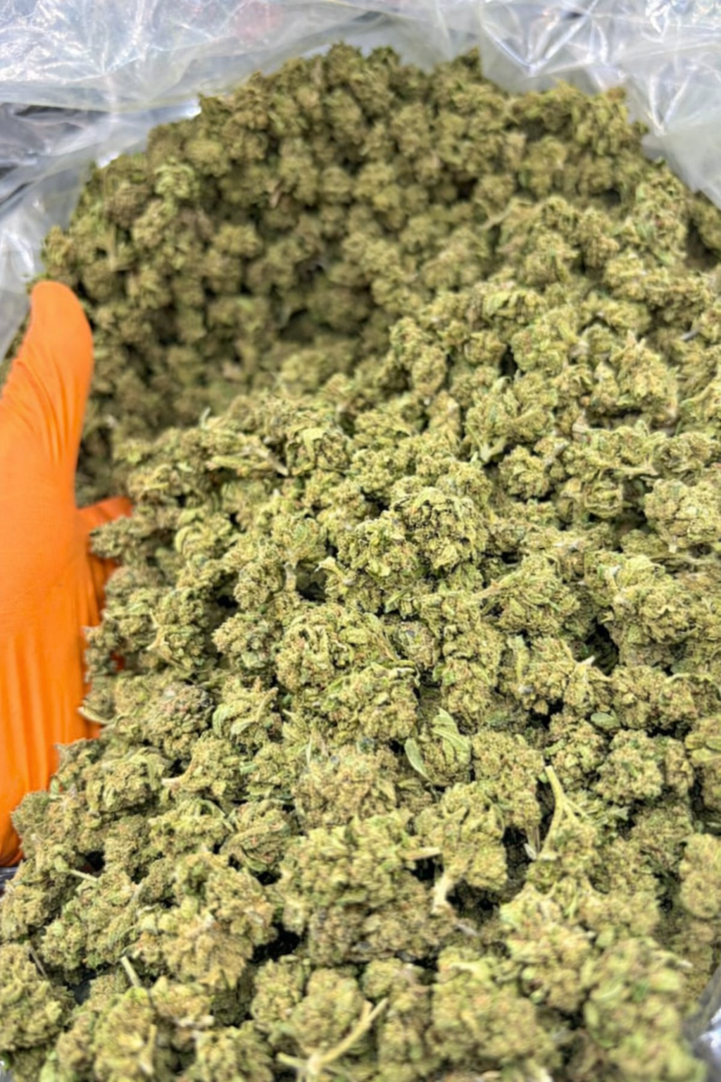 SMALL BUDS INVERNADERO G13