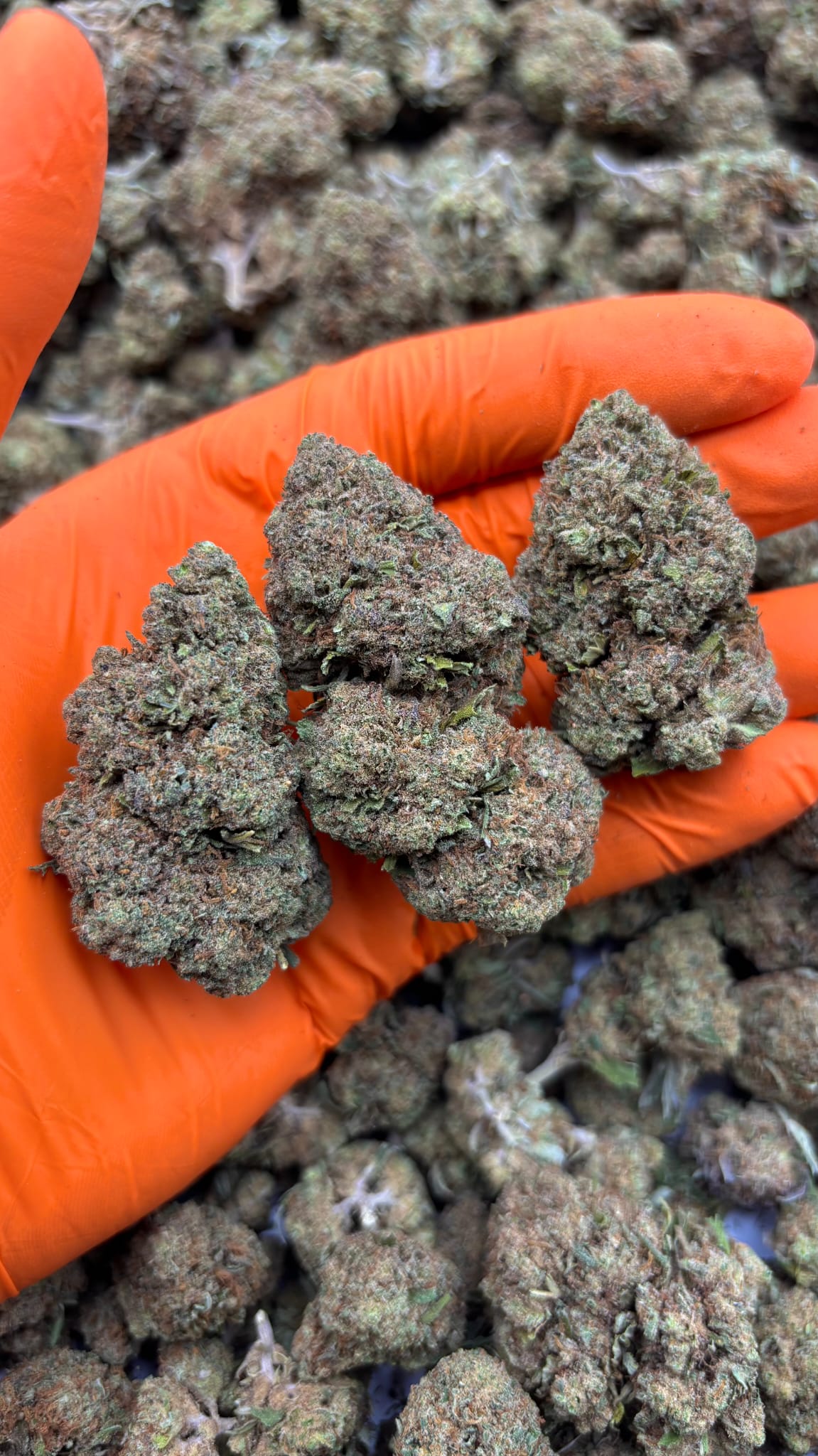 LARRY BIRD KUSH - Imagen 2